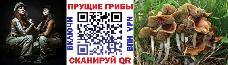Галлюциногенные грибы мицелий  Сорск 
